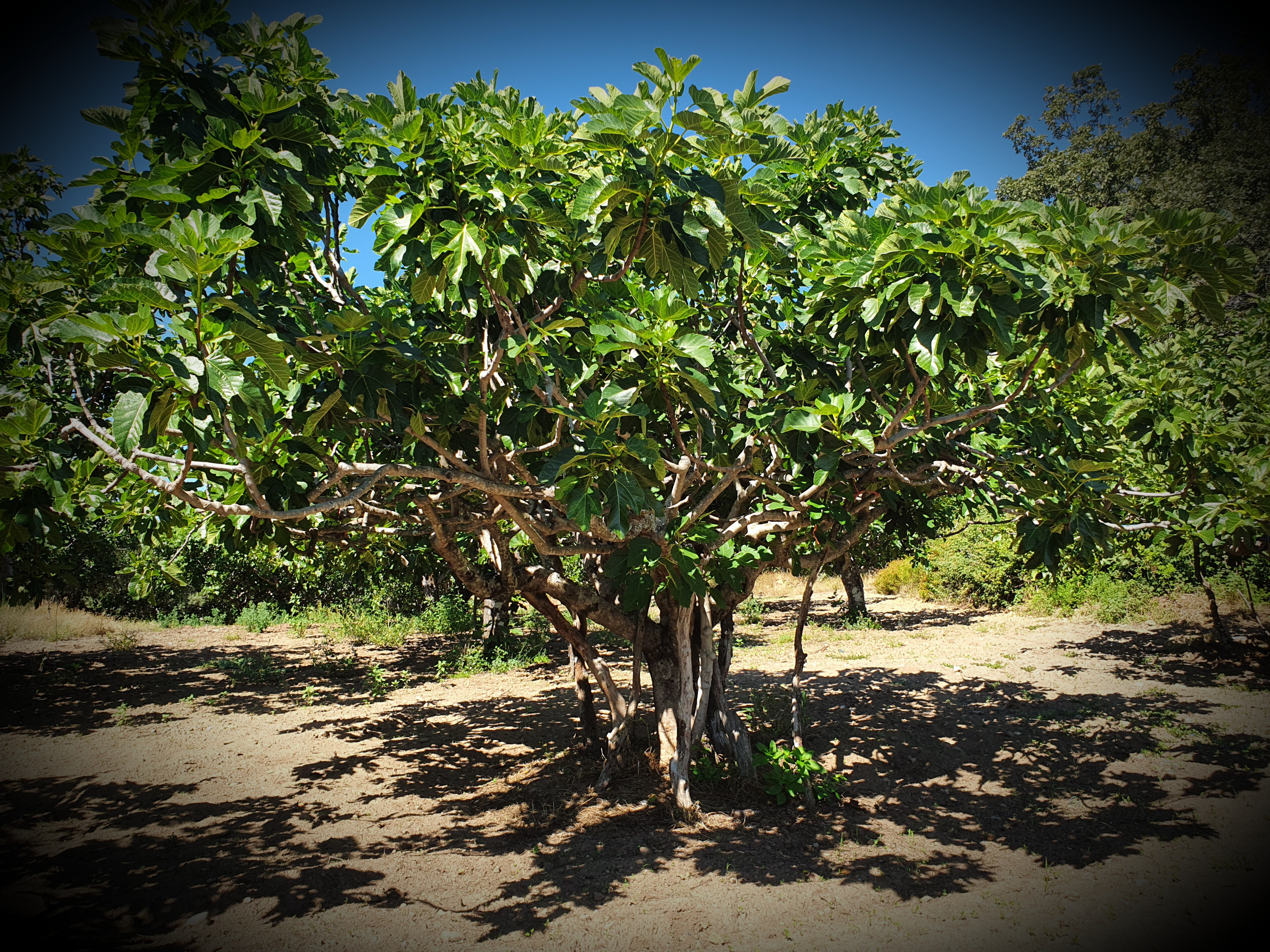 Comarca de la Vera - Cáceres